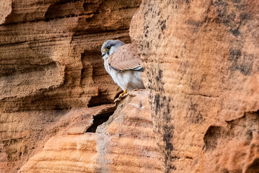 A bird peaks trhough the rocks in Pilliga Forest.