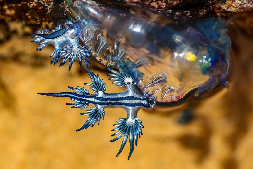 Blue dragons feeding on bluebottle