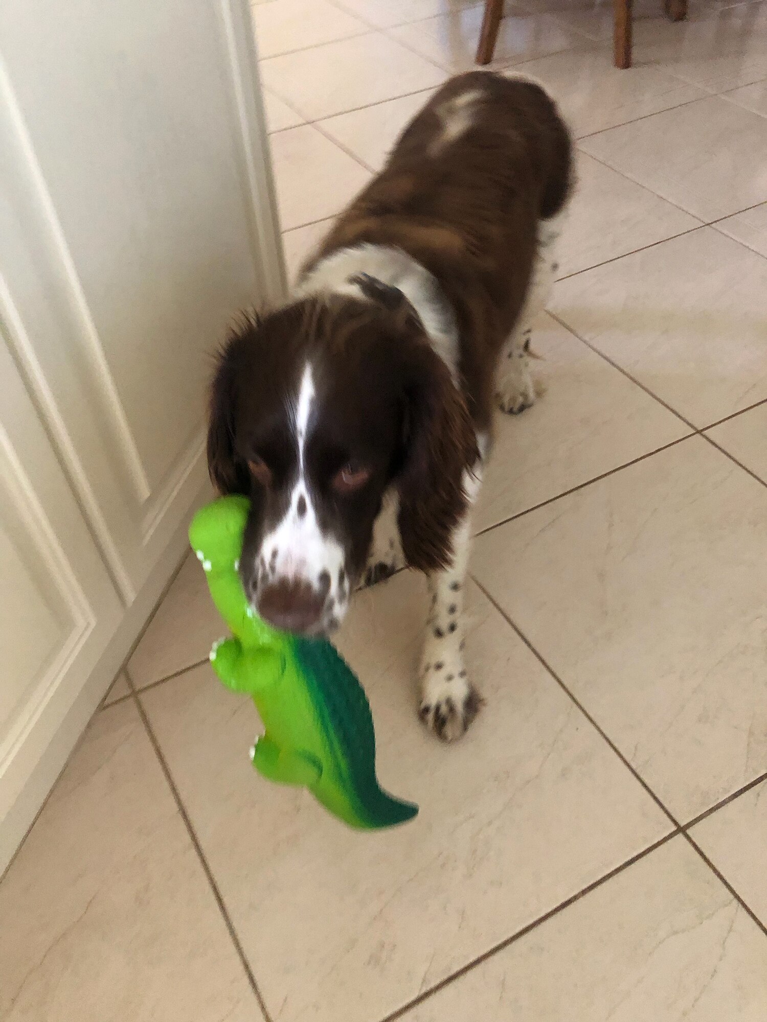 A brown and white dog in a house corridor with a green crocodile toy in its mouth