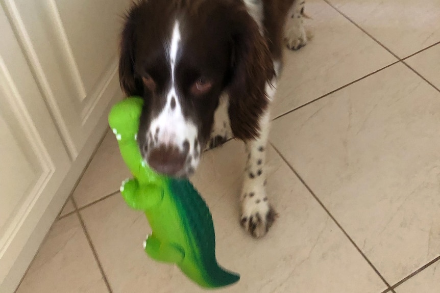 A brown and white dog in a house corridor with a green crocodile toy in its mouth