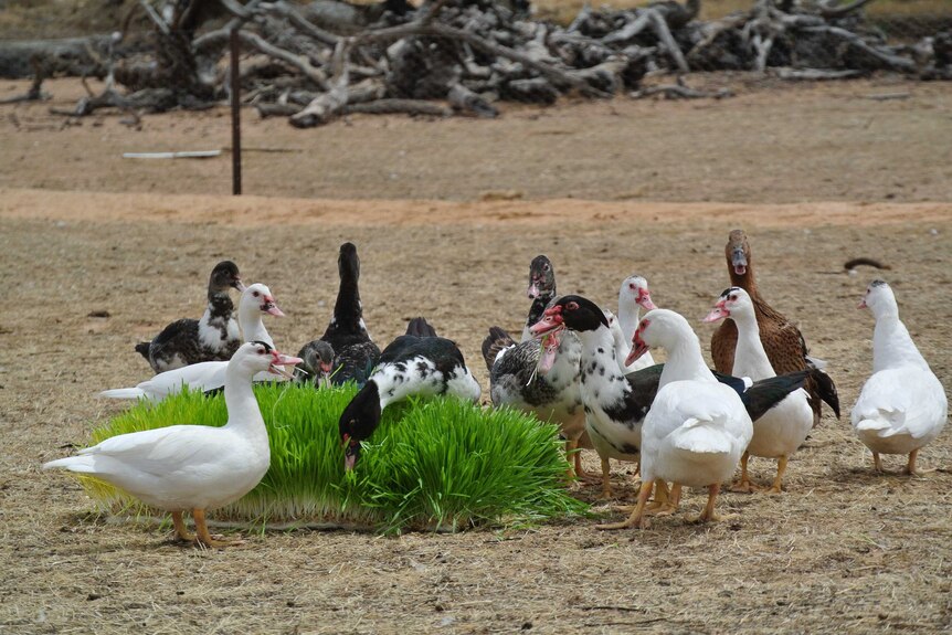 Ducks on the Porker farm