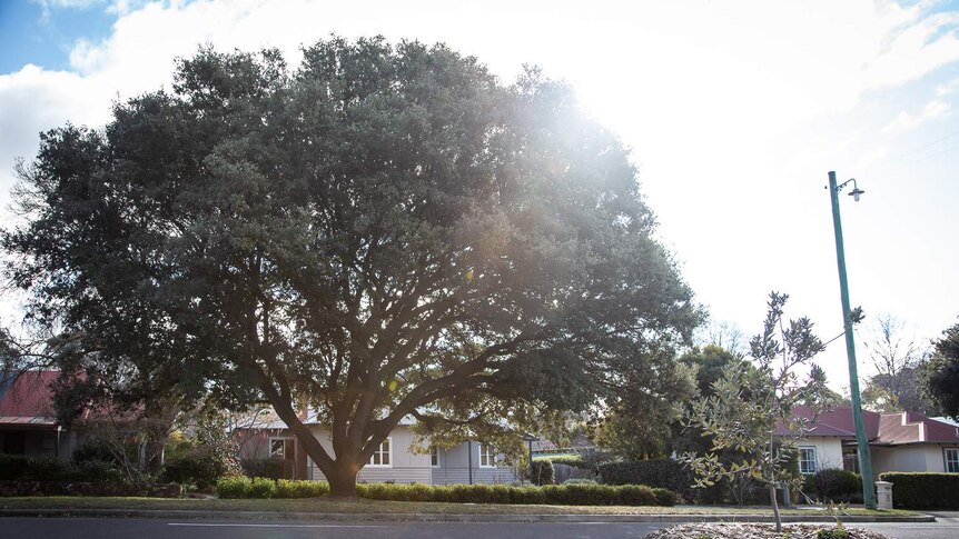 A sapling is in the foreground and a large tree is in the background of a streetscape.