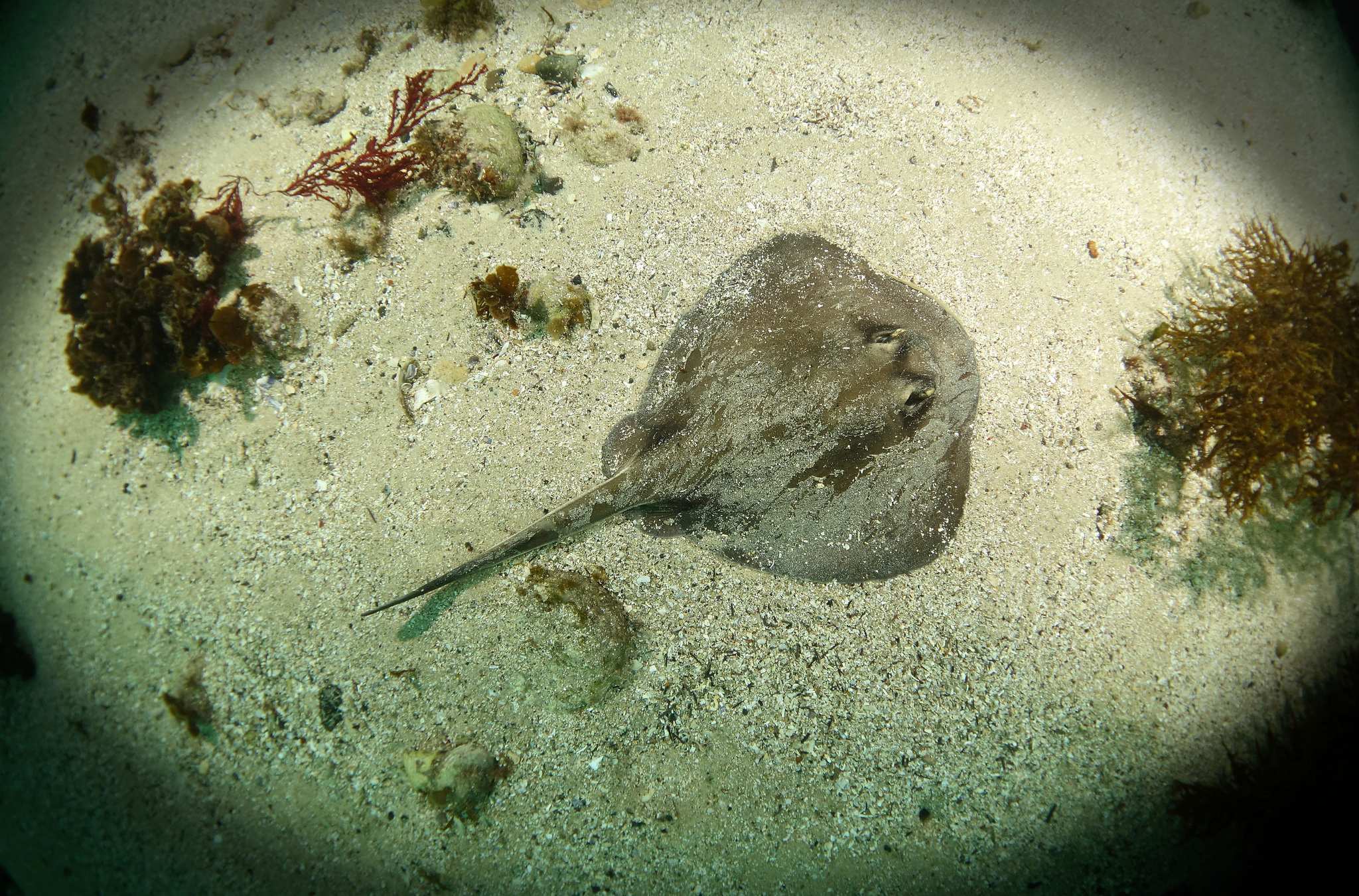 Stingray Injuries Second Only To Bluebottles In Nsw Prompting Warning From Paramedics Abc News