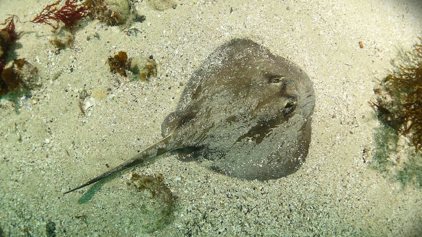 Stingray off Fairy Bower beach, Manly