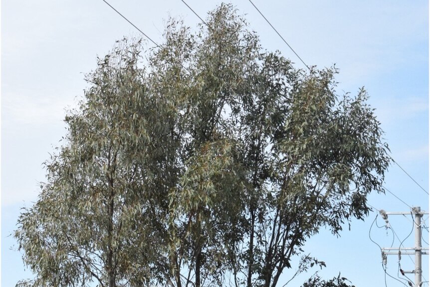 Trees growing close to powerlines. 