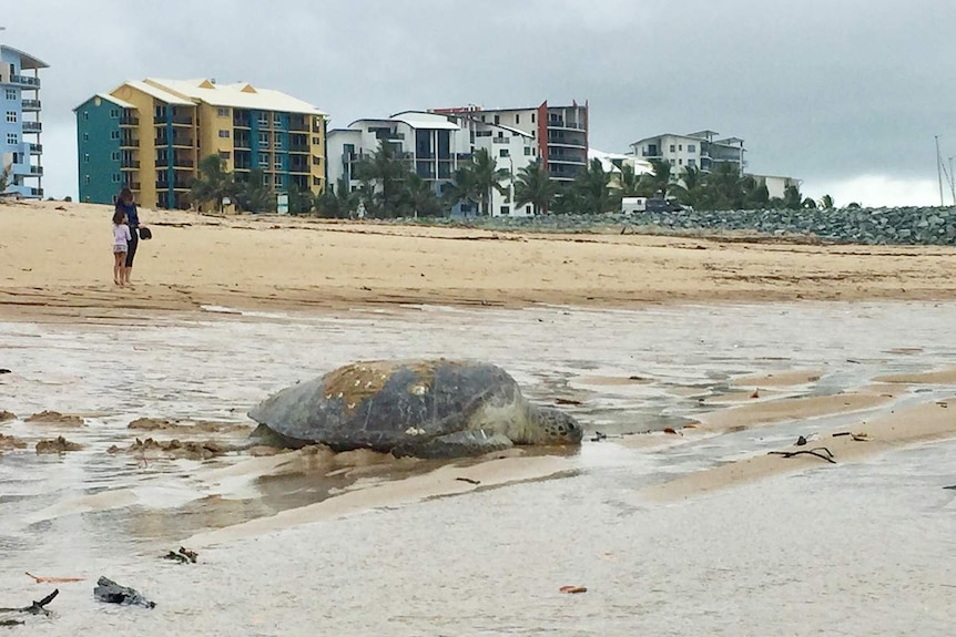 Sea turtle crawls back into ocean after becoming lost on road at Marina Beach Parade at Mackay Harbour in north Queensland.