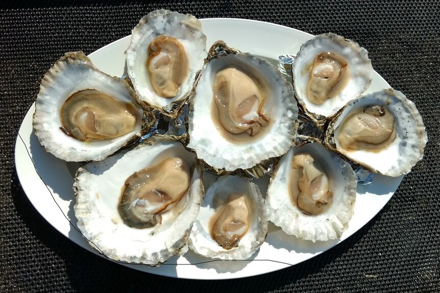 Angasi oysters shucked and ready to eat