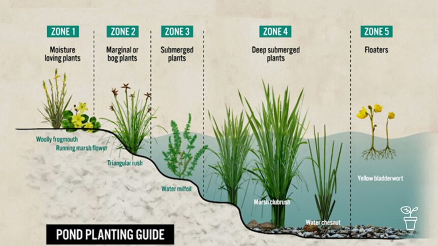 Graphic showing pond plantings in different zones
