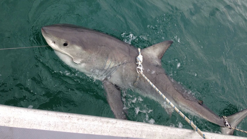 One of four great white sharks, which were caught, tagged and released using the new "smart" drum lines.