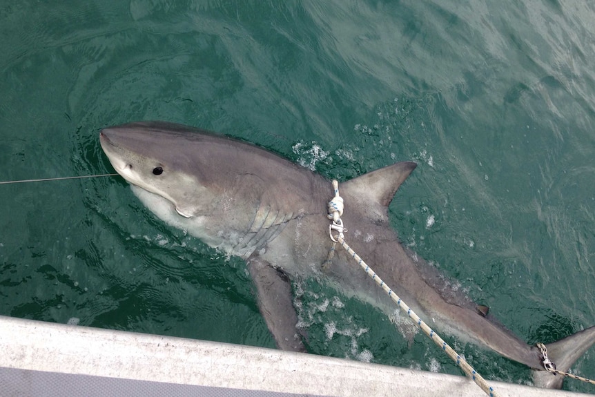 One of four great white sharks, which were caught, tagged and released using the new "smart" drum lines.