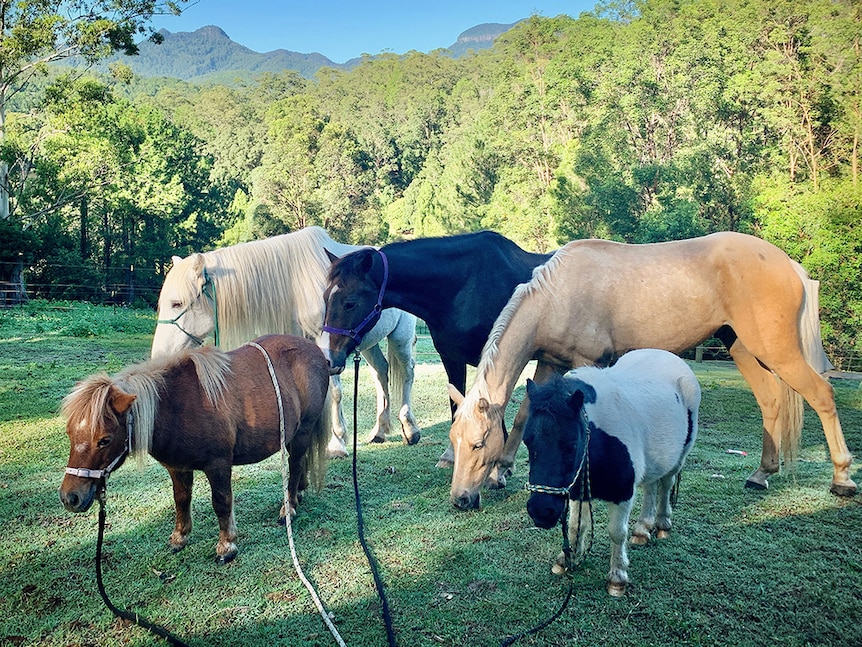 A group of horses and miniature ponies