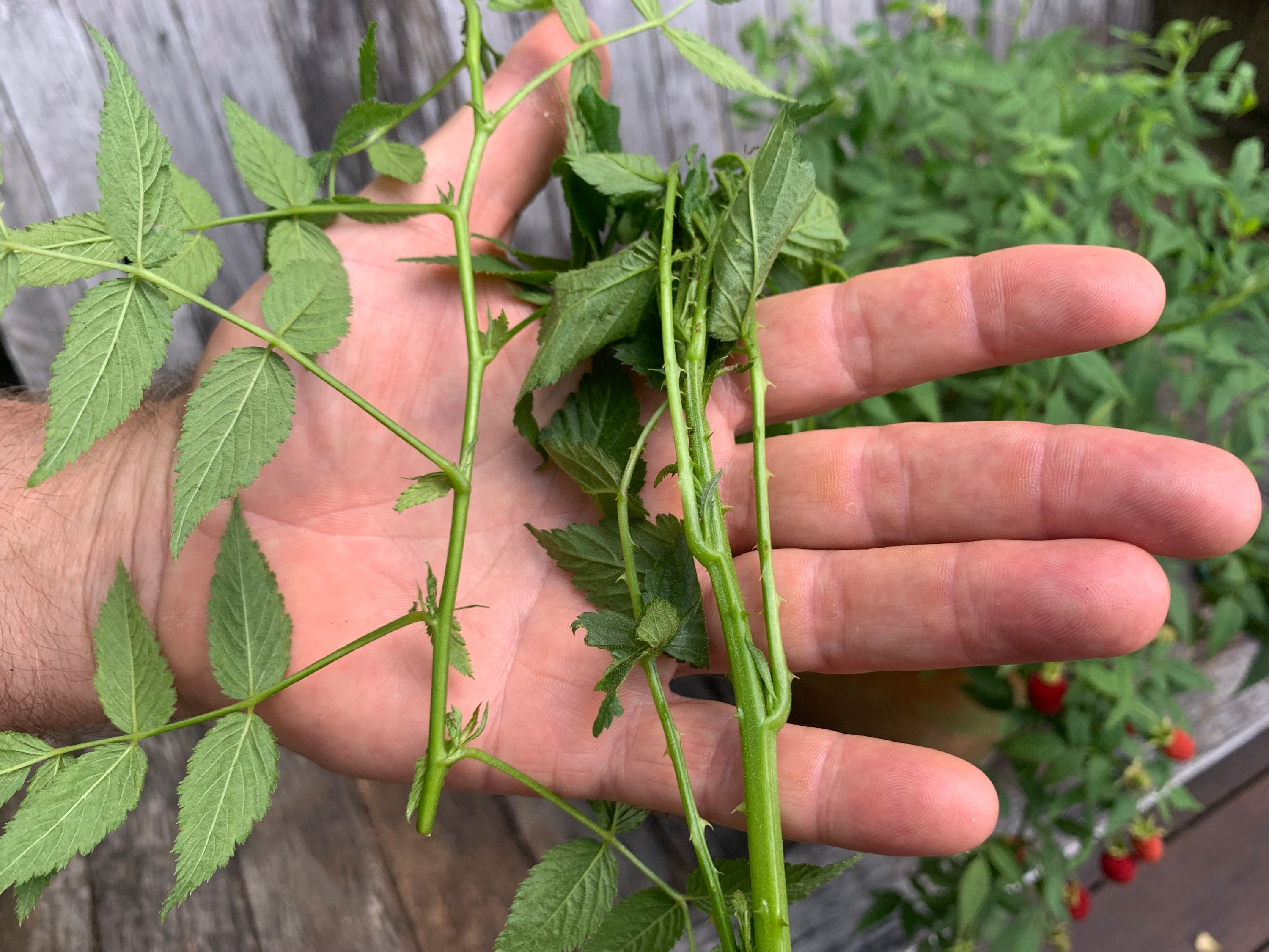 Thornless native raspberry discovery a gamechanger for native food