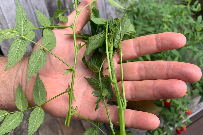 Thornless and thorny native raspberry cuttings on a hand.