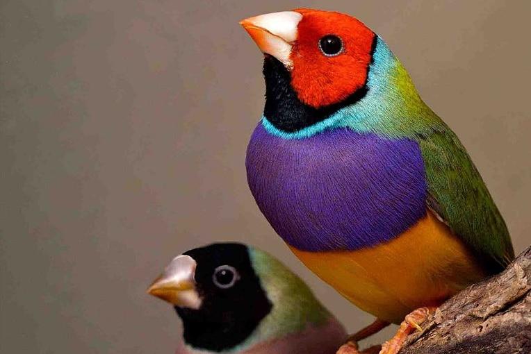 The area is a home to 17 threatened species, including the Gouldian finch.