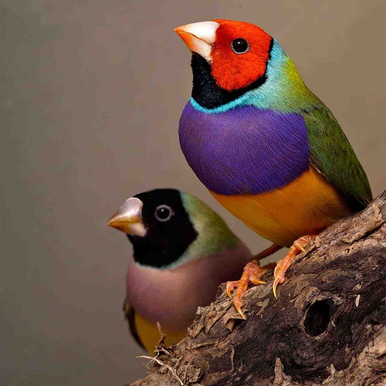 A male and female Gouldian finch