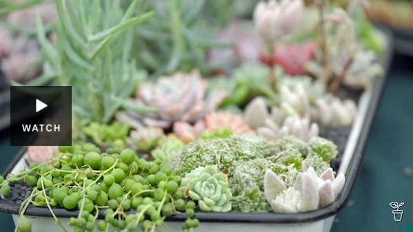 A white baking dish filled with a selection of succulent plants. Has Video.