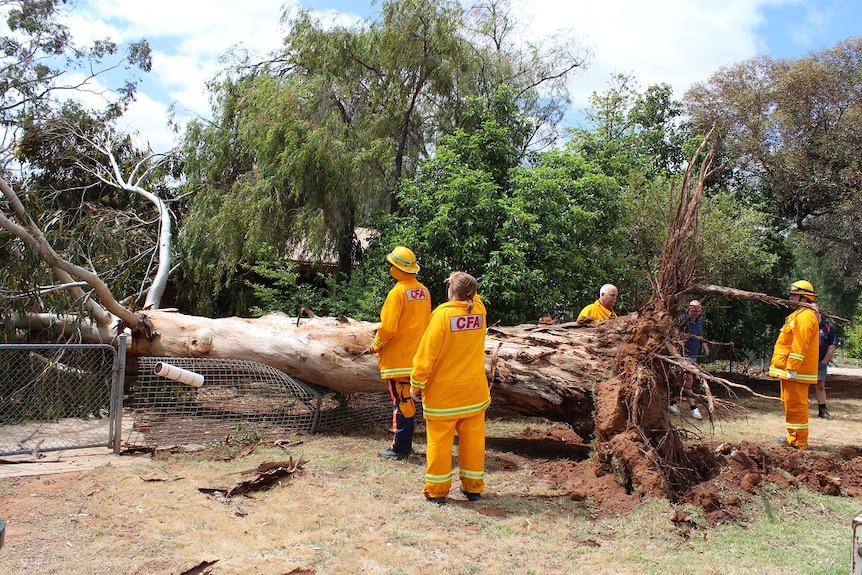 Huge gum tree fallen over a fence into the front of a house.