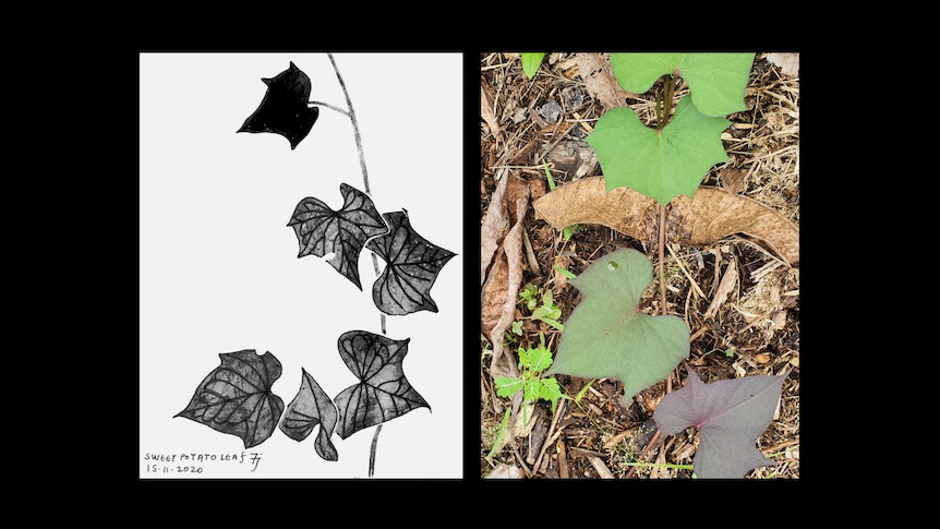A black-and-white ink drawing of sweet potato leaves; alongside a colour photograph of soft green sweet potato leaves