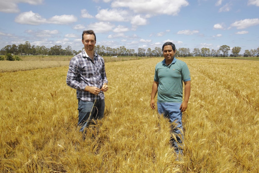 Two men standing in a field of knee high wheat