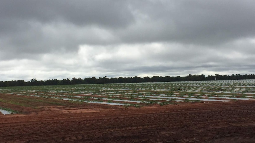 Planting melons