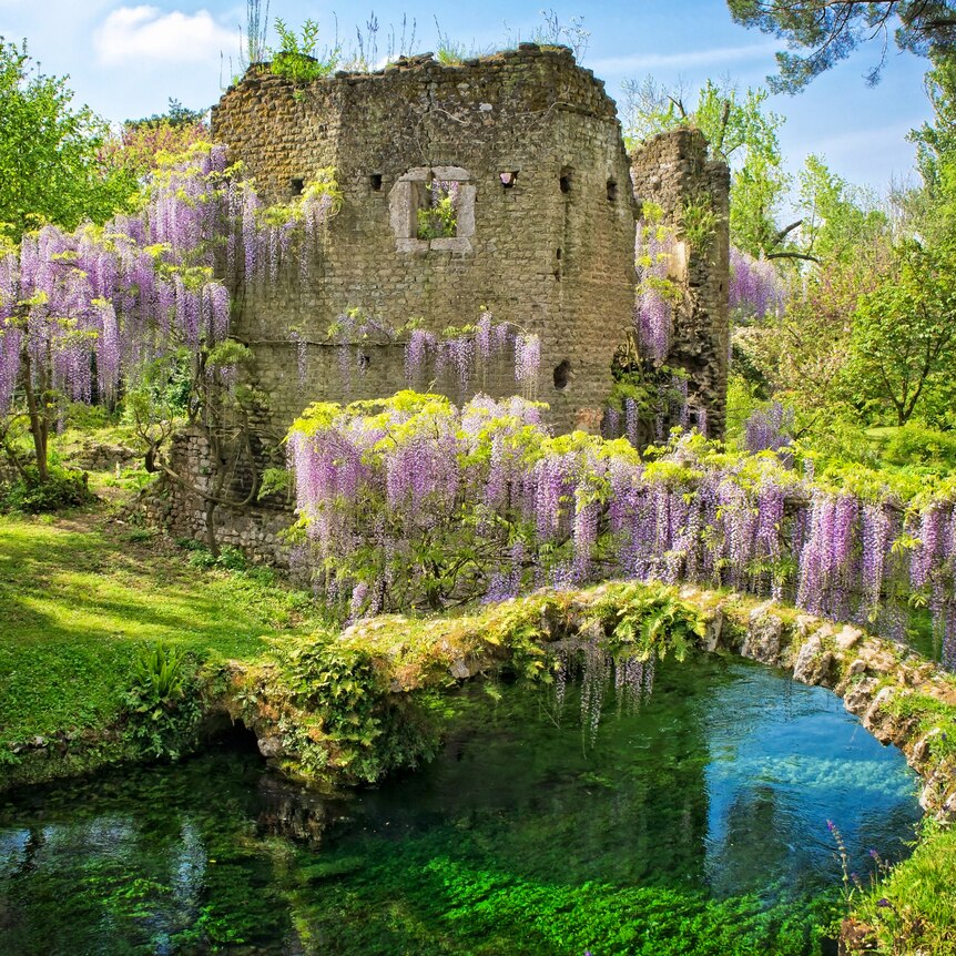Wistera draped over a castle ruins in front of a small pond