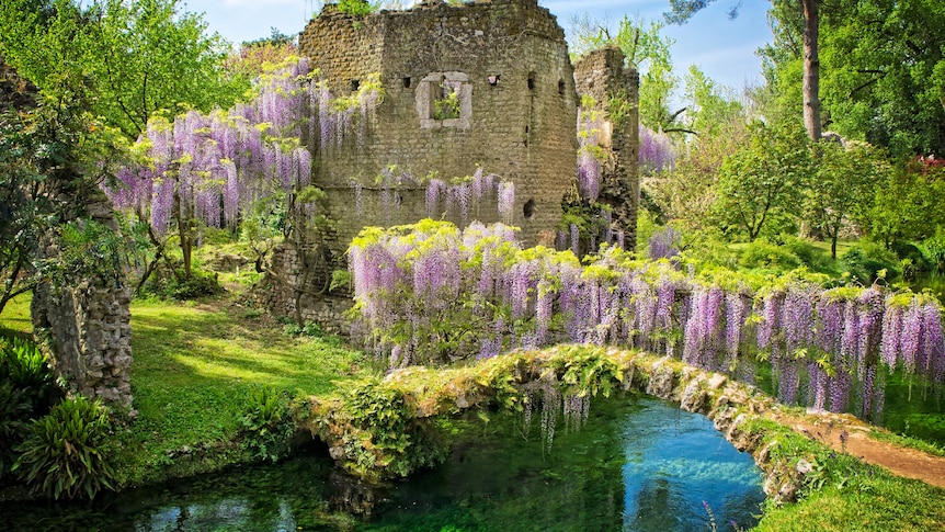 Wistera draped over a castle ruins in front of a small pond