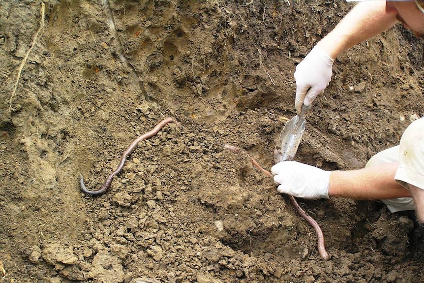 Two people hold a giant Gippsland earthworm.