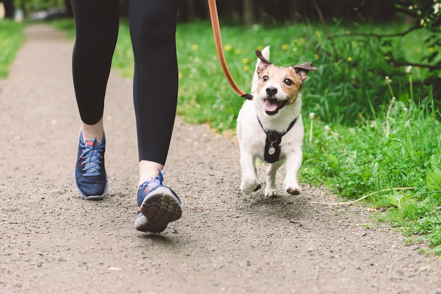 Jack Russell Terrier dog on leash running with owner, only woman's shoes visible. 