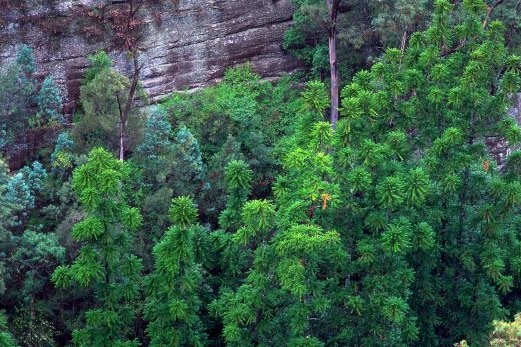 Aerial view of Wollemi pines
