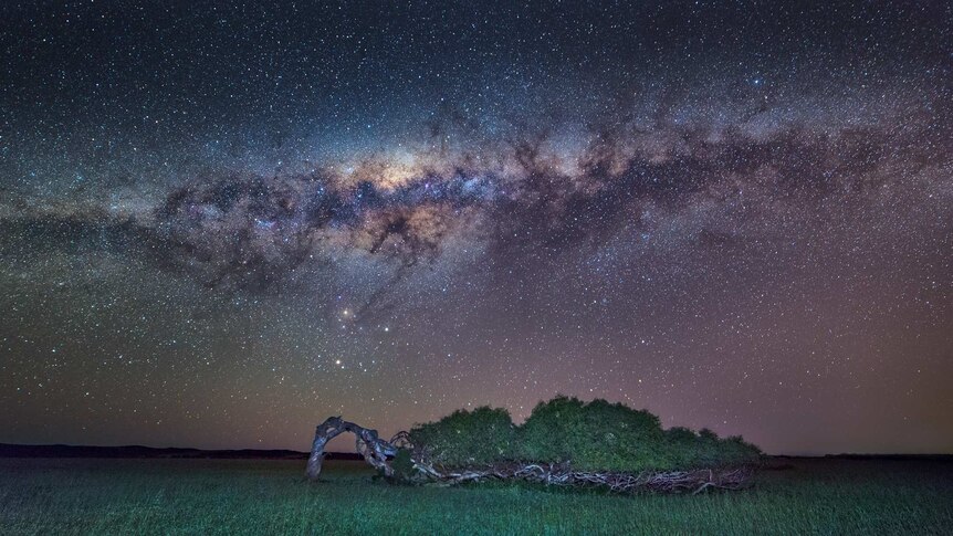 The milky way photographed near a tree leaning on its side at night