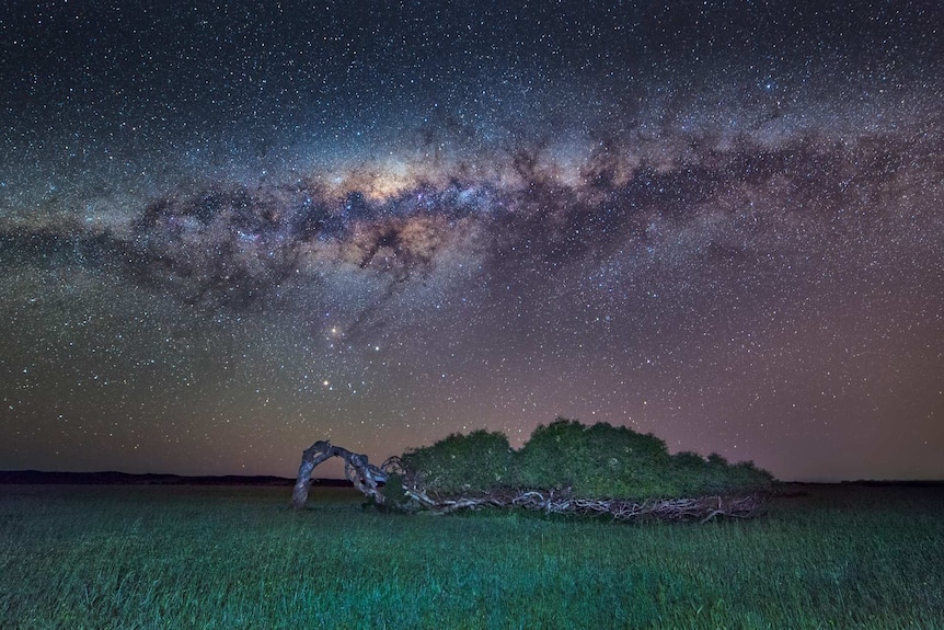 The milky way photographed near a tree leaning on its side at night