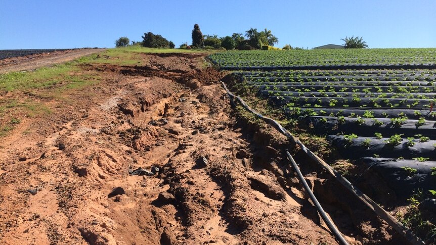 Erosion damage on Peter Young's strawberry farm at Glass House Mountains.