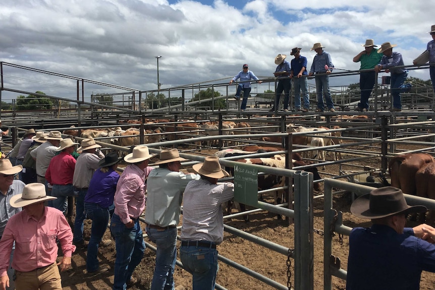 Buyers and agents looking at a pen at the Dalrymple Saleyards