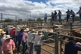 Buyers and agents looking at a pen at the Dalrymple Saleyards