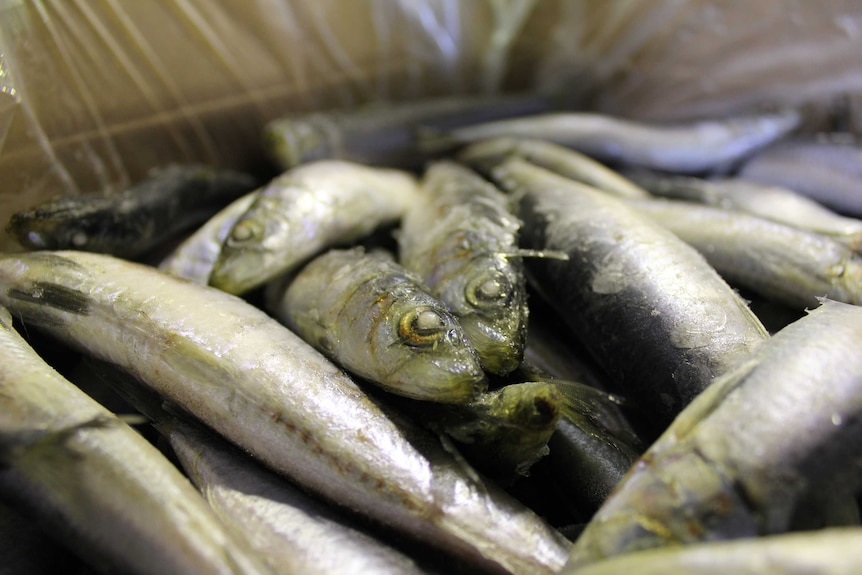 WA sardines to be used in restaurants