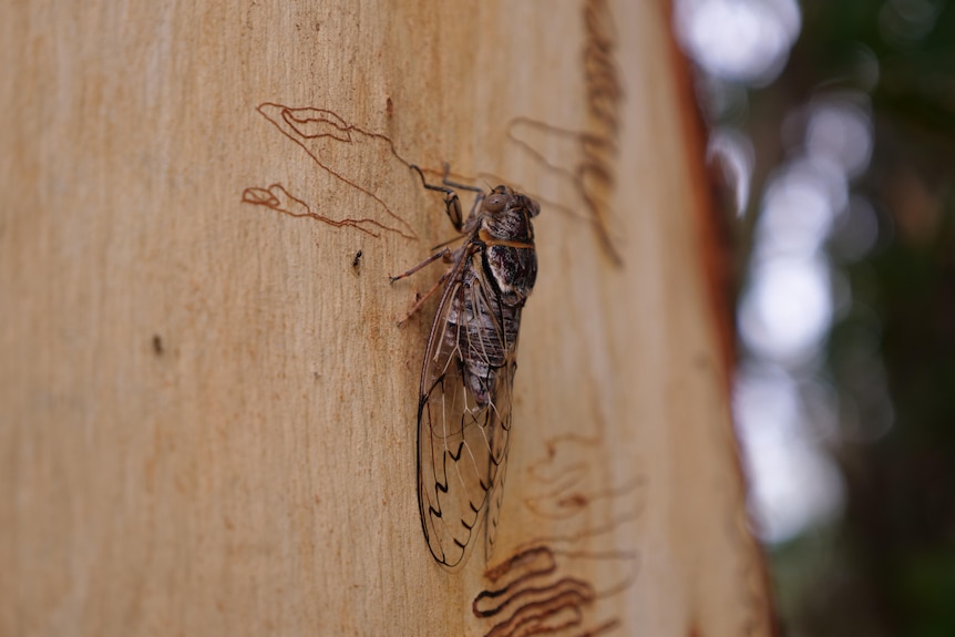 A brown cicada on the side of a scribbly gum tree.