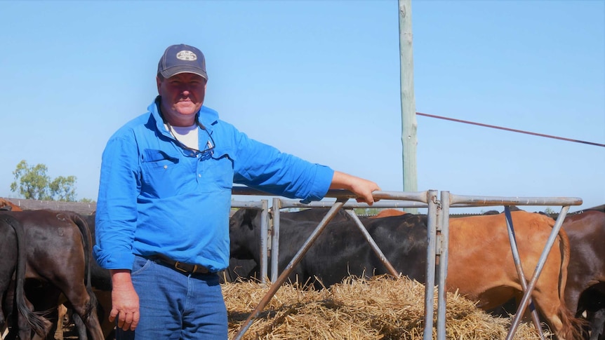 A grazier leans against the metal rail of a feeding station full of hay, with black and brown cattle milling in the background