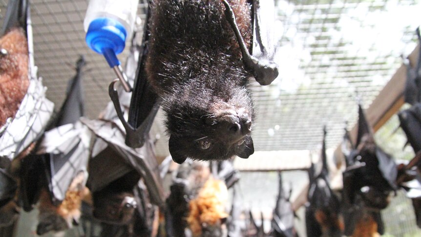 A group of flying foxes hanging in a cage