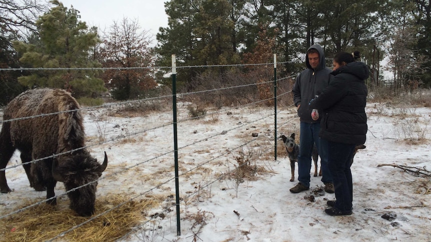 Professor Ian Thompson and his wife Amy feed a bison