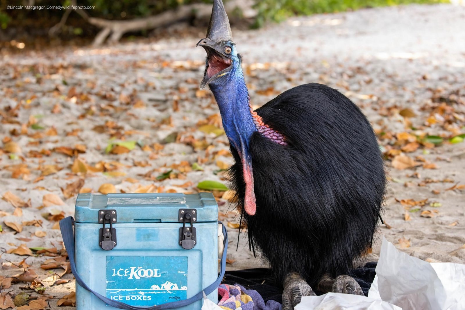 A Southern Cassowary confidently stands on a picnic blanket, it's mouth open appearing to scare away picnickers. 