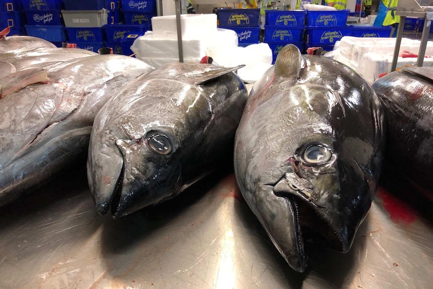 Fish at the Melbourne Seafood Centre.