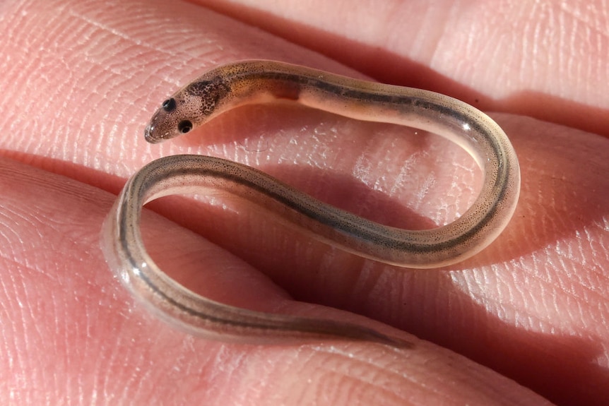 Close up of a glass eel on a hand