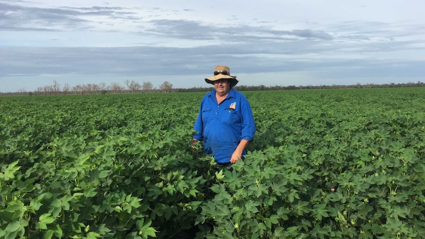 Ron Greentree standing in a field of young cotton plants