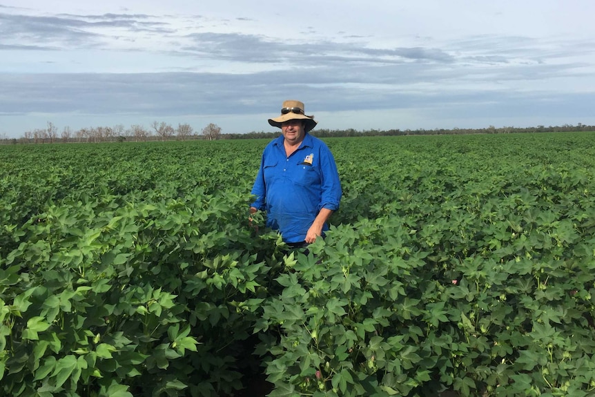 Ron Greentree standing in a field of young cotton plants