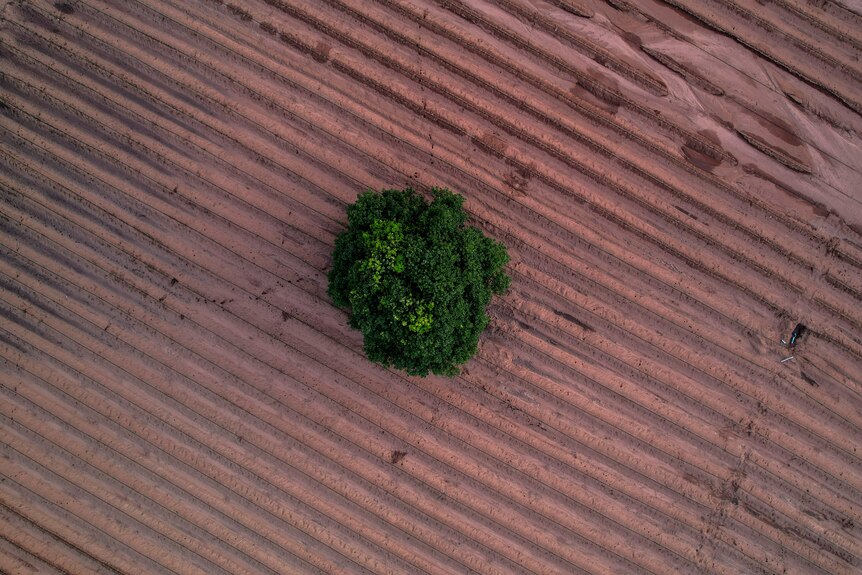aerial photo of single green treen in red tilled soil