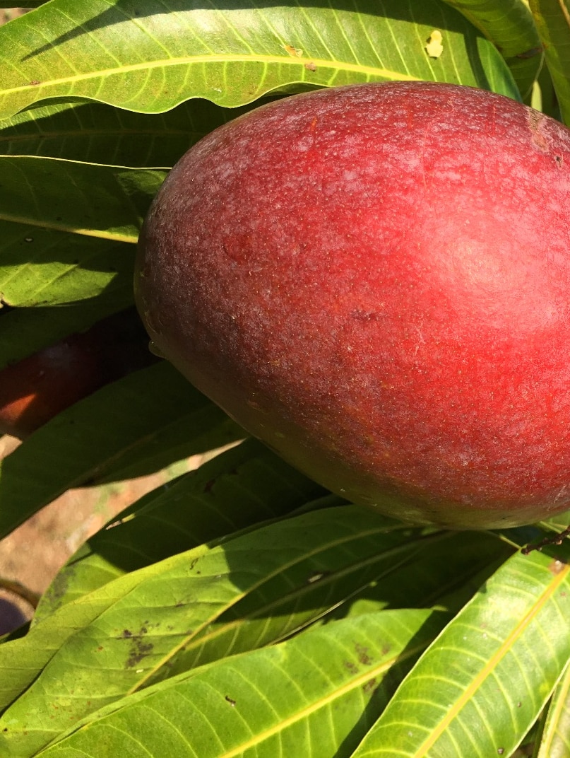 A coppery red and golden coloured new mango variety hangs on a branch