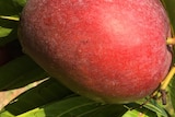 A coppery red and golden coloured new mango variety hangs on a branch