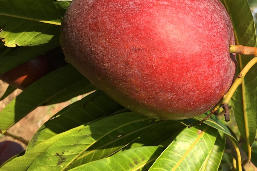 A coppery red and golden coloured new mango variety hangs on a branch