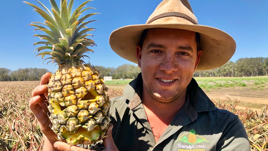 A man holds up a carved spooky pineapple in a pineapple field.