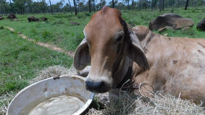 A photo of a cow next to a bowl of water and hay.